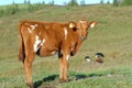 Rural landscape with brown young cow on green pastures. There are other cows grazing in the distance. Farm Animal. Royalty Free Stock Photo