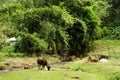 Rural landscape with buffaloes on a grass near to mountain river and bamboo forest. Royalty Free Stock Photo