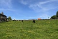 Rural landscape with cattle, on a sunny day near, Wilsden, Yorkshire, UK Royalty Free Stock Photo