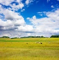 Rural landscape with cows