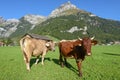 Rural landscape with cows at Engelberg in the Swiss alps