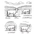 Rural landscape. Cows graze in the meadow. Hand drawn sketch. Vintage style. Coloring book. Black and white vector illustration