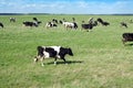 Rural landscape with cows on meadow in summer day