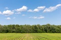 Rural Landscape - Crop Rows Leading to Sky with Clouds