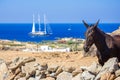 Rural landscape with curious donkey in a sunny summer day at Mykonos, Cyclades.