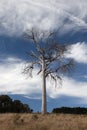 A rural landscape with dead tree. Australia. Royalty Free Stock Photo