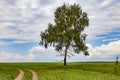 Rural landscape - dirt road goes through the field.  There is a birch tree next to the road Royalty Free Stock Photo