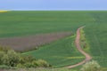 Rural landscape with a dirt road through a green field and blue sky. Royalty Free Stock Photo