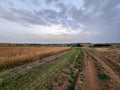Rural landscape with a dirt road and wheat field in the evening Royalty Free Stock Photo