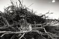 Rural landscape with dried tree roots and sky Royalty Free Stock Photo