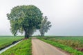 Rural landscape in a Dutch polder with a row of tall willow tree Royalty Free Stock Photo