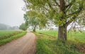 Rural landscape in a Dutch polder with tall willow trees next to Royalty Free Stock Photo