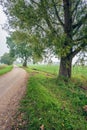 Rural landscape in a Dutch polder with tall willow trees next to Royalty Free Stock Photo