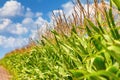 Rural landscape - edge corn field on sunny summer day