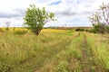 Rural landscape of empty road near sunflower field at summer day Royalty Free Stock Photo