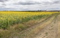 Rural landscape of empty road near sunflower field at summer day. Royalty Free Stock Photo