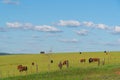 Rural landscape and extensive cattle ranching area