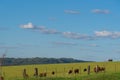 Rural landscape and extensive cattle ranching area