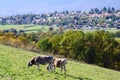 Rural landscape