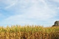 Rural landscape. Farmer's field. Uninhabited areas outside the city.