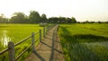 Rural landscape with a fence, Ubonratchathani , Thailand.