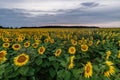 Rural landscape of field of blooming golden sunflowers while sunset Royalty Free Stock Photo