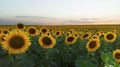 Rural landscape of field of blooming golden sunflowers while sunset in Ukraine Royalty Free Stock Photo
