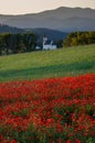 Rural landscape with a field of blooming poppies with a church Royalty Free Stock Photo