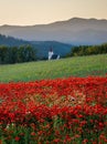 Rural landscape with a field of blooming poppies with a church Royalty Free Stock Photo