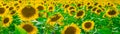 Rural landscape field of blooming sunflowers panoramic banner Royalty Free Stock Photo