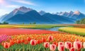 Rural landscape with field colorful tulips, farm, Banner Field of spring flowers tulips in mountains lit by morning sun Royalty Free Stock Photo