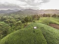 Rural landscape, Field of corn ready for harvest in the background the mountains Royalty Free Stock Photo