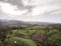 Rural landscape, Field of corn ready for harvest in the background the mountains Royalty Free Stock Photo