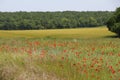 rural landscape with a field dotted with red poppies