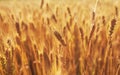 landscape with a field of Golden ears of wheat ripened on a warm summer Sunny day