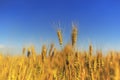 Rural landscape with a field of Golden wheat ears against a blue clear sky matured on a warm summer day Royalty Free Stock Photo