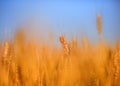 Rural landscape with a field of Golden wheat ears against a blue clear sky matured on a warm summer day Royalty Free Stock Photo