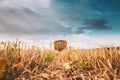 Rural Landscape Field Meadow With Hay Bales During Harvest In Sunny Evening. Late Summer Royalty Free Stock Photo