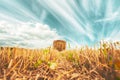 Rural Landscape Field Meadow With Hay Bales During Sunny Evening In Late Summer. Harvest Time Royalty Free Stock Photo