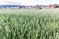 Rural landscape with a field of oats and the town of Schwalenberg in the distance