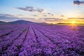 Rural landscape with field of purple blooming garlic on sunset , Poland