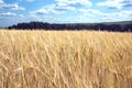 Rural landscape with field of rye on summer day and green forest away