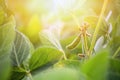 Rural landscape - field the soybean Glycine max in the rays summer sun Royalty Free Stock Photo