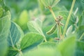 Rural landscape - field the soybean Glycine max Royalty Free Stock Photo