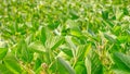 Rural landscape - field the soybean Glycine max in the rays summer sun Royalty Free Stock Photo