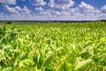 Rural landscape - field the soybean Glycine max in the rays summer sun Royalty Free Stock Photo