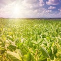 Rural landscape - field the soybean Glycine max in the rays summer sun Royalty Free Stock Photo