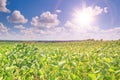 Rural landscape - field the soybean Glycine max in the rays summer sun Royalty Free Stock Photo