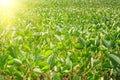 Rural landscape - field the soybean Glycine max Royalty Free Stock Photo