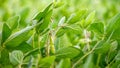 Rural landscape - field the soybean Glycine max Royalty Free Stock Photo